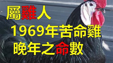 1969年屬雞|生肖雞：1969年是什麼命？